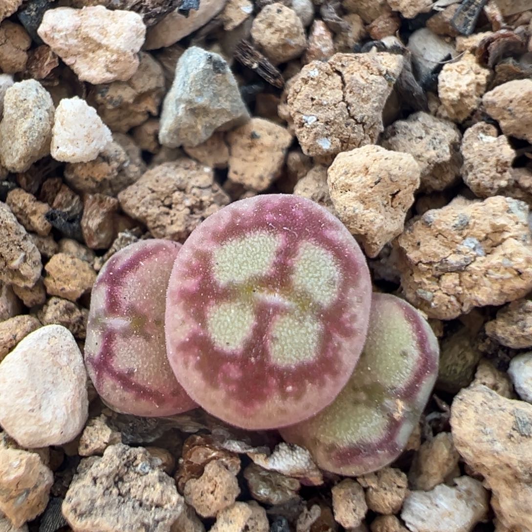 99多肉植物百科知识