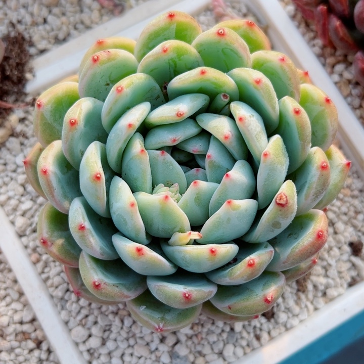 精品多肉植物老桩