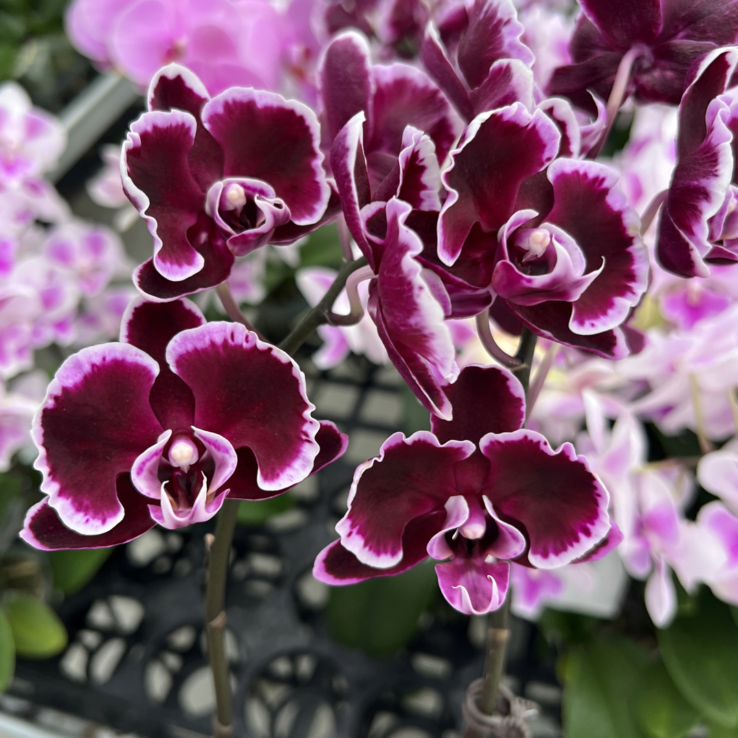 玲泷优选（拉丁舞群）蝴蝶兰花期长好养护