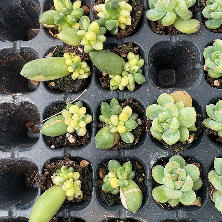 千代田之松锦满18包邮