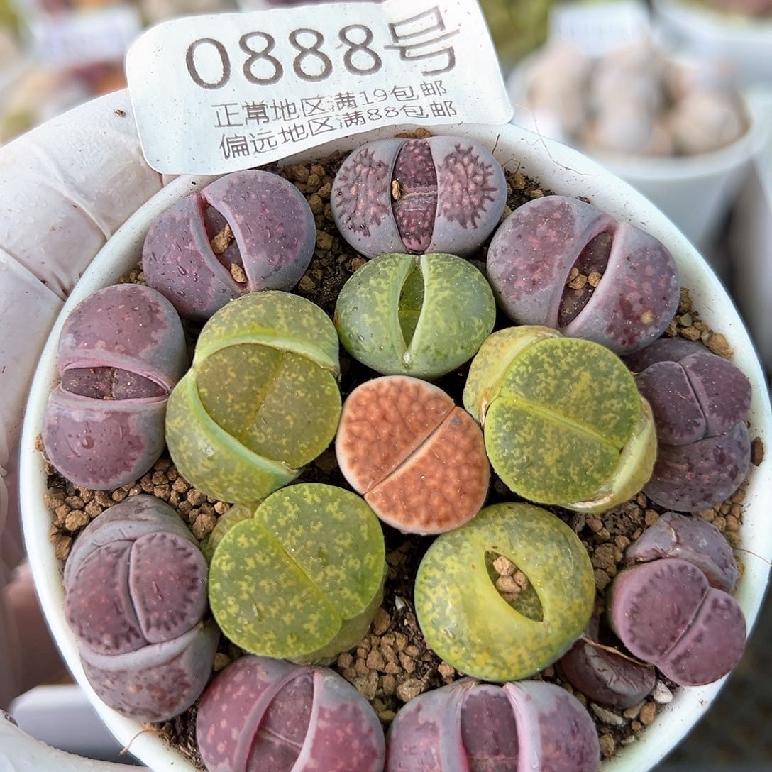 好养易活生石花大母本08888