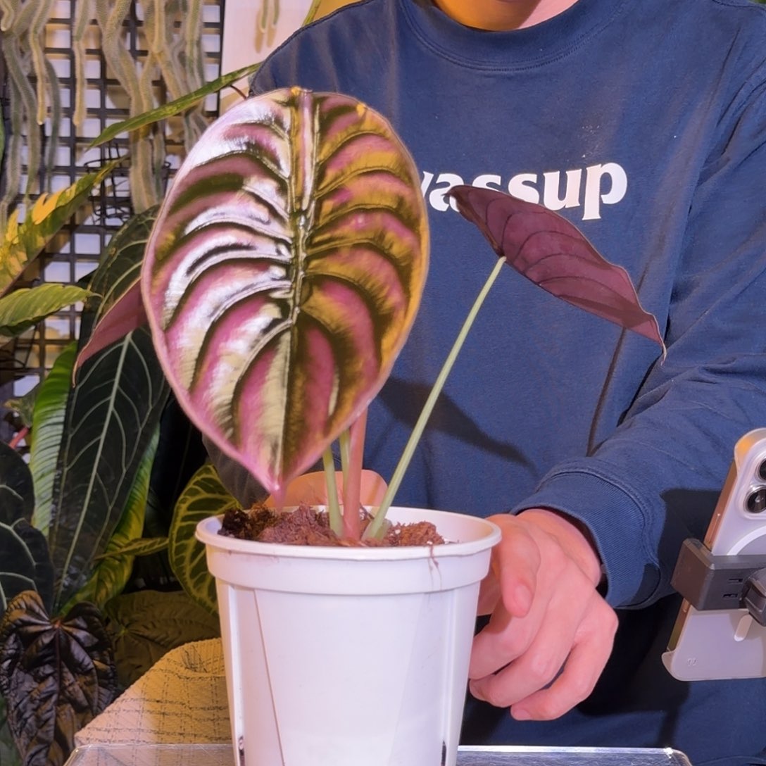 完全开放M192黑铜海芋