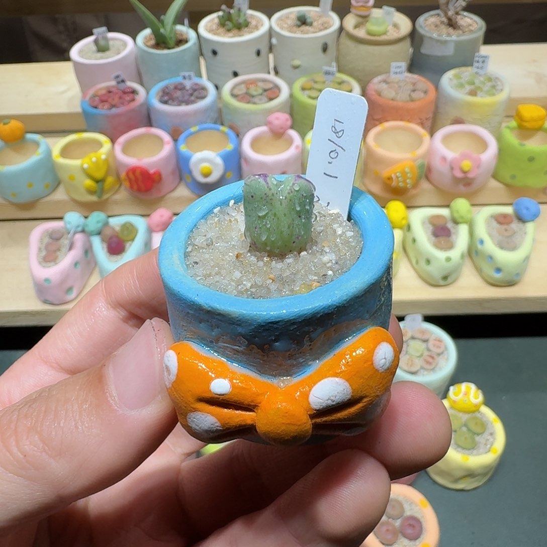 红陶蘑菇318猪蹄