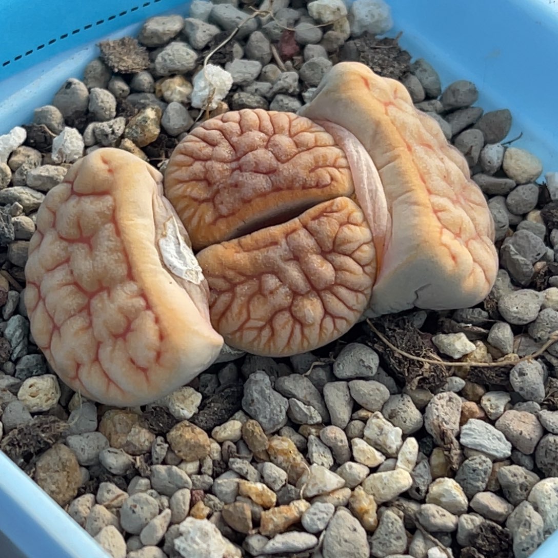 7926睫毛铁261一颗