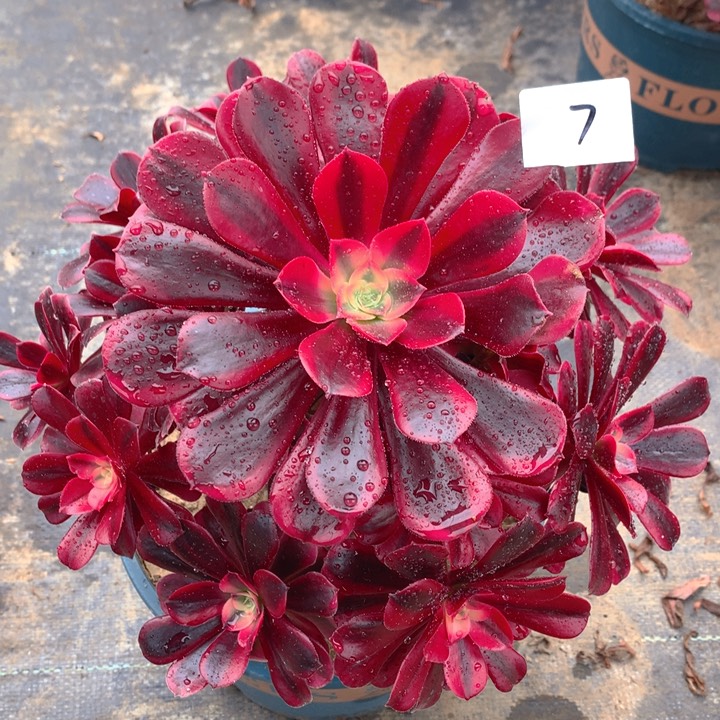 7美杜莎精品法师多肉