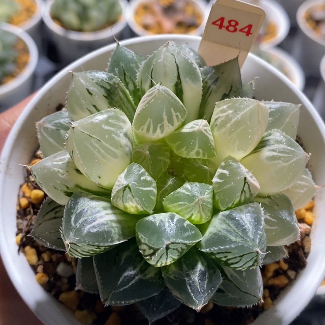 不开花植物484楼兰