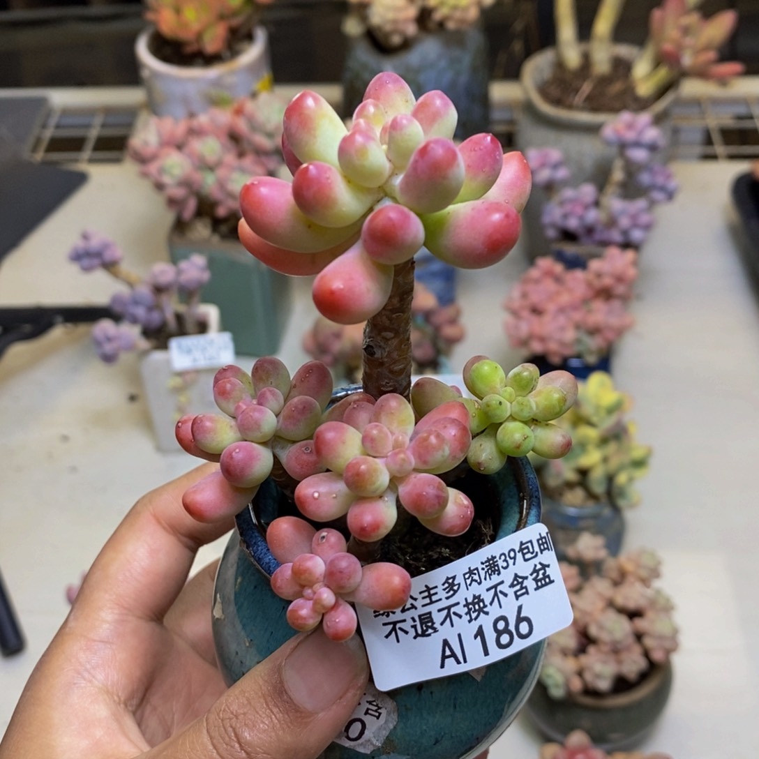 186派大星多肉6cm