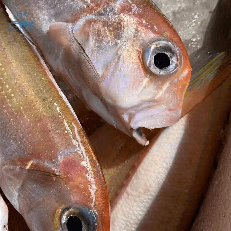 神泉本港野生马头鱼