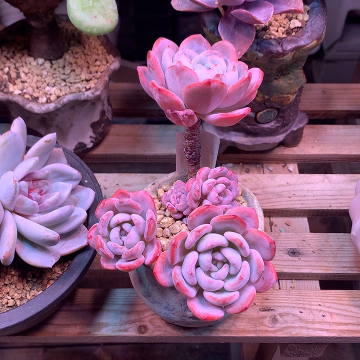 漫漫雪zhezhishishishi