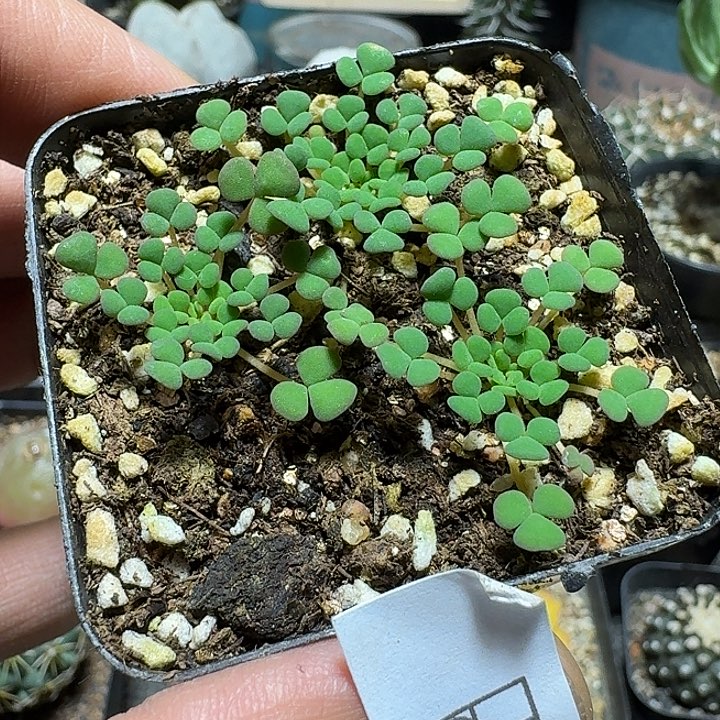 401美花肉酢带盆发货三颗一盆