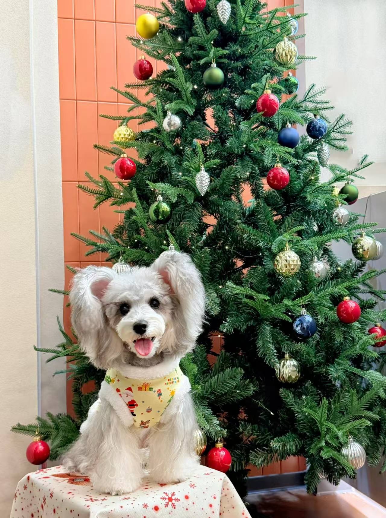 猫咪狗狗衣服冬季保暖圣诞风小背心比熊雪纳瑞柯基边牧金毛衣服