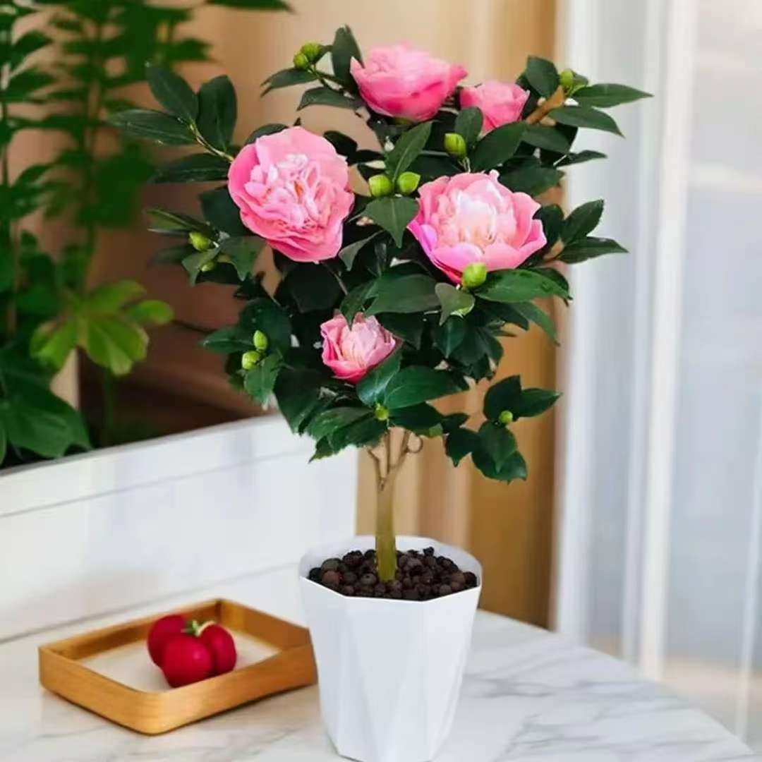 C【冬季热卖】带花苞带棱形盆香妃山茶花盆栽室外浓香型花期长好养d