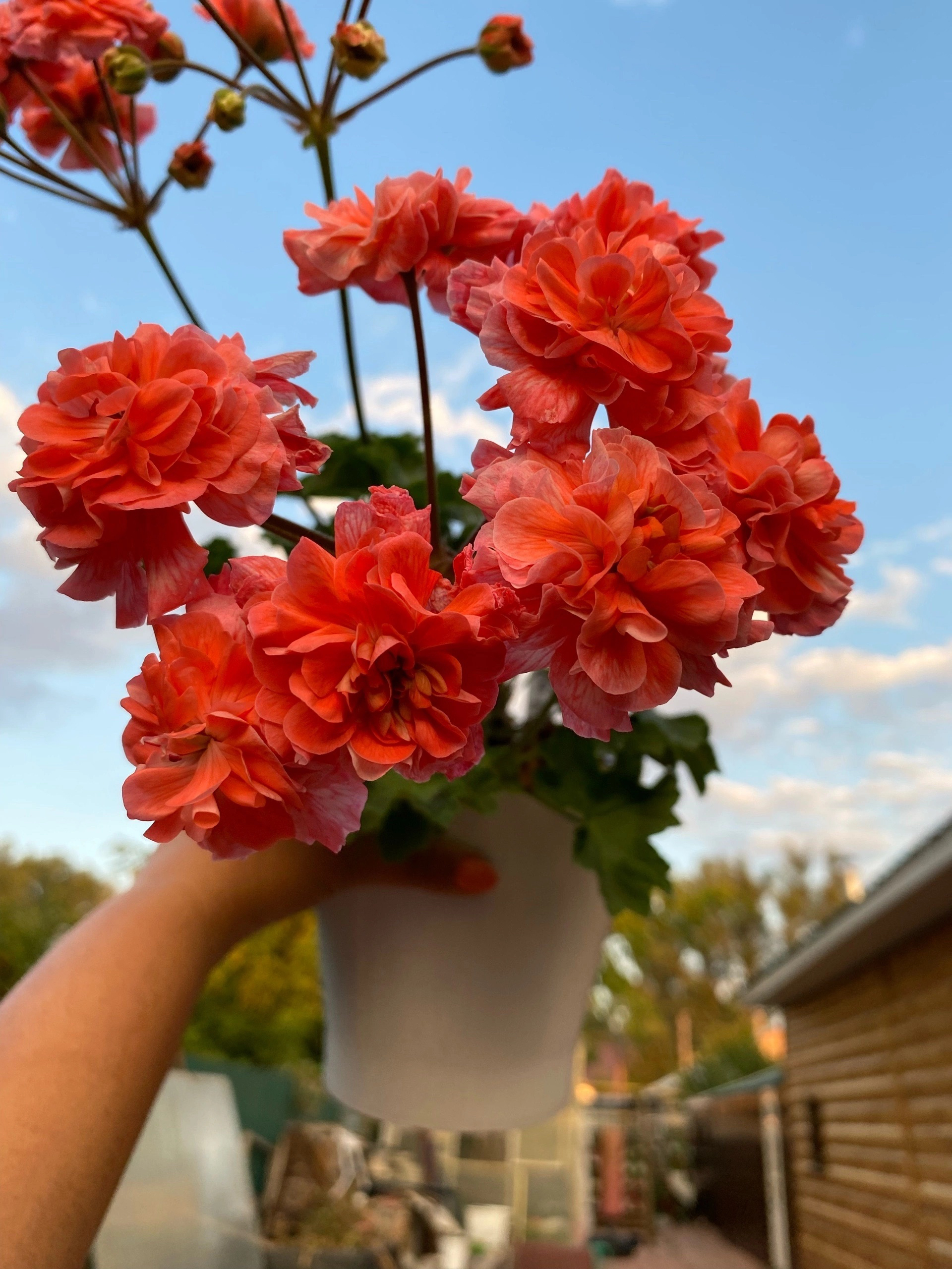 俄罗斯进口半兽天竺葵：迦太基