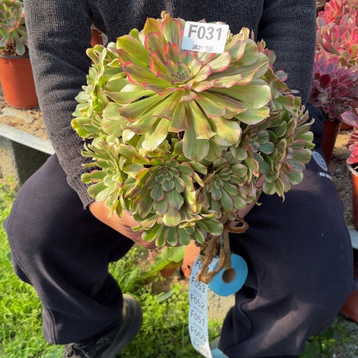 瑞妈，，。，。。。031沙皇。