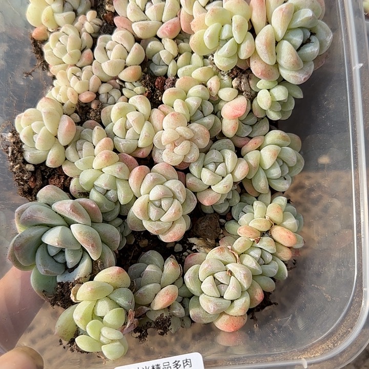 花时光精品多肉273