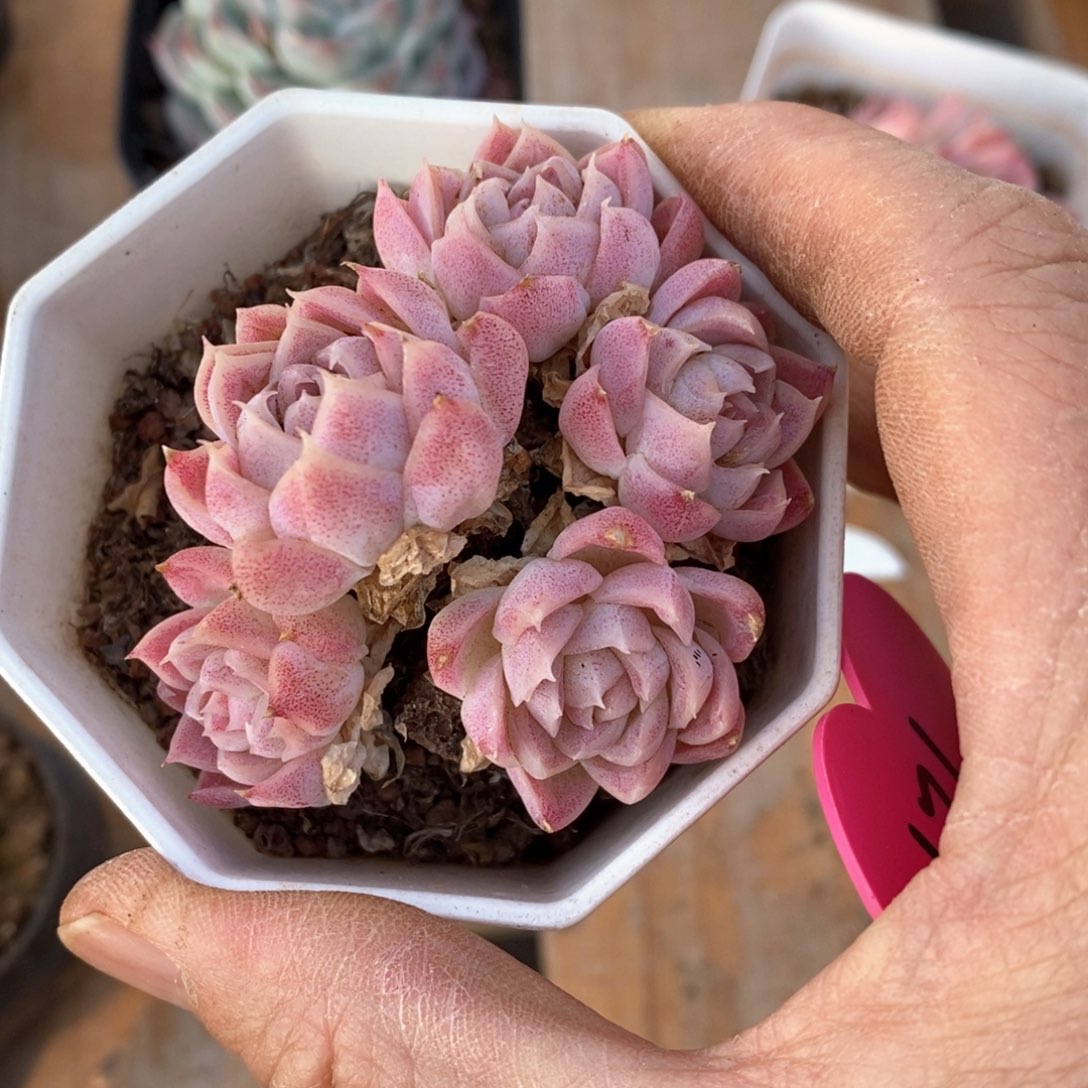 精品多肉一物一拍不包整513