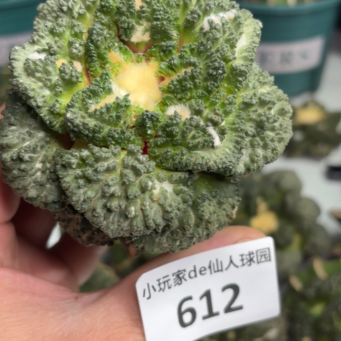 612可节后发货 可帮发根