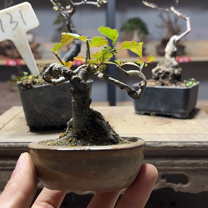 希***淮无花朵山楂盆景山里红老庄