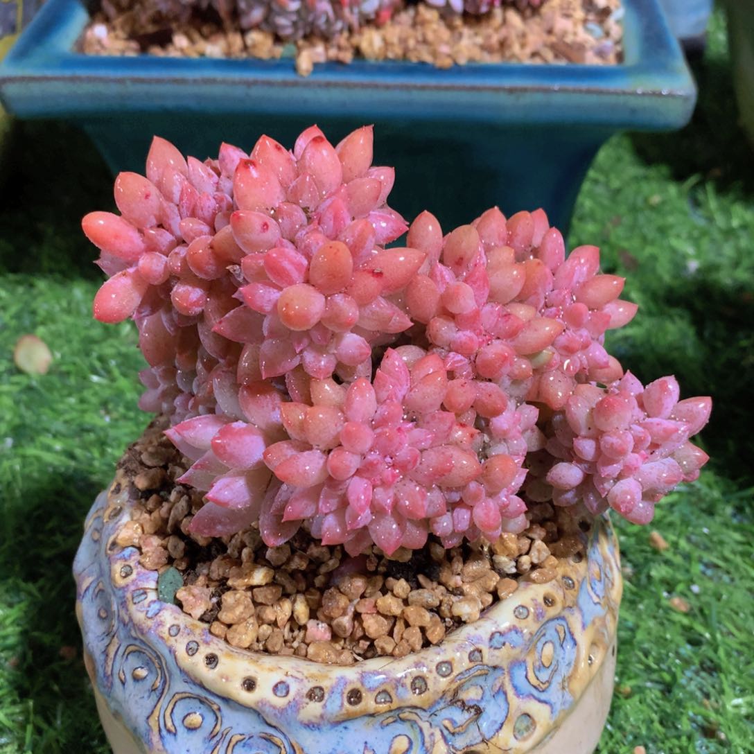 所罗门缀11 公分一物一拍