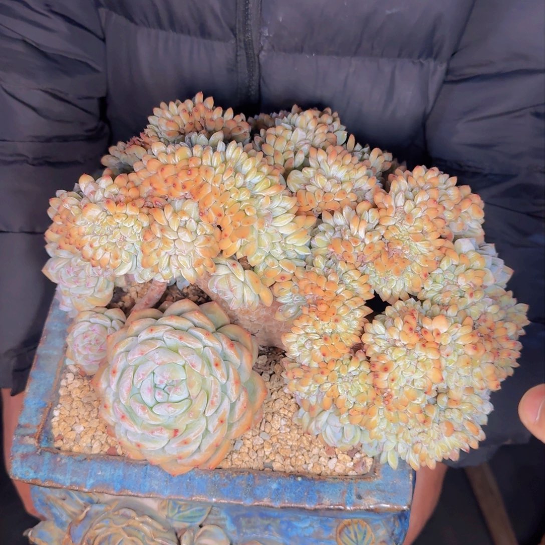 用****2多肉植物的生长发育和生长