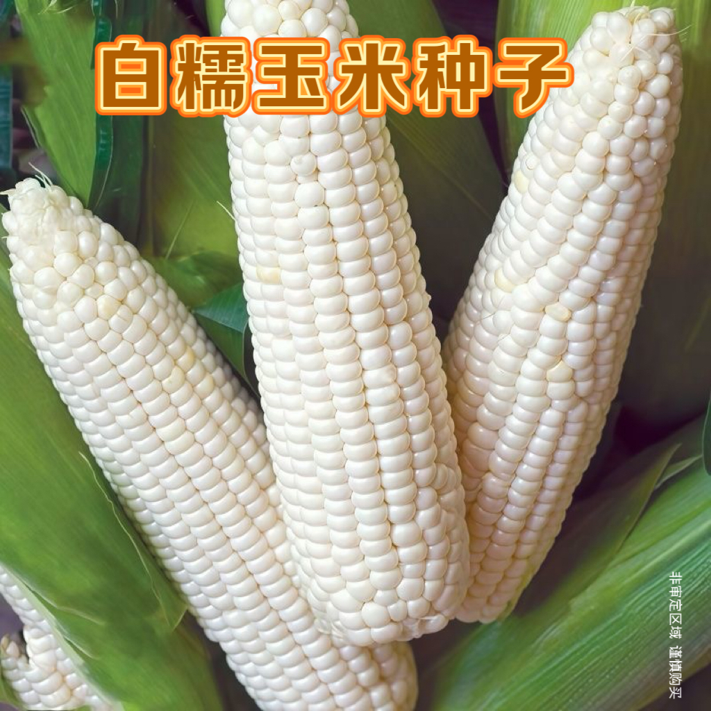 白糯玉米种子可大面积种阳台盆栽四季蔬菜玉米种子