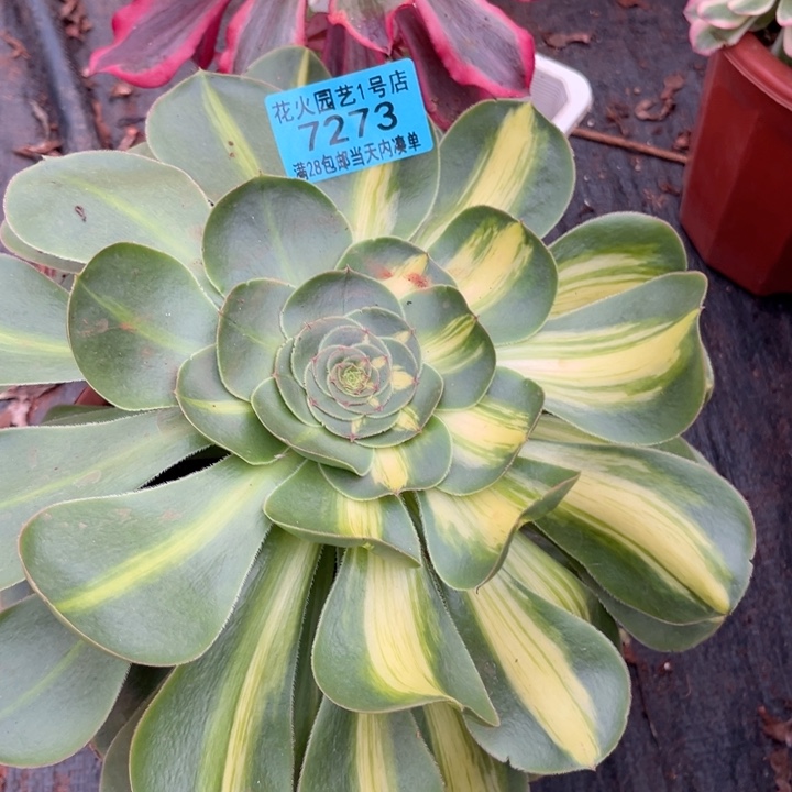 暴君7273多肉植物