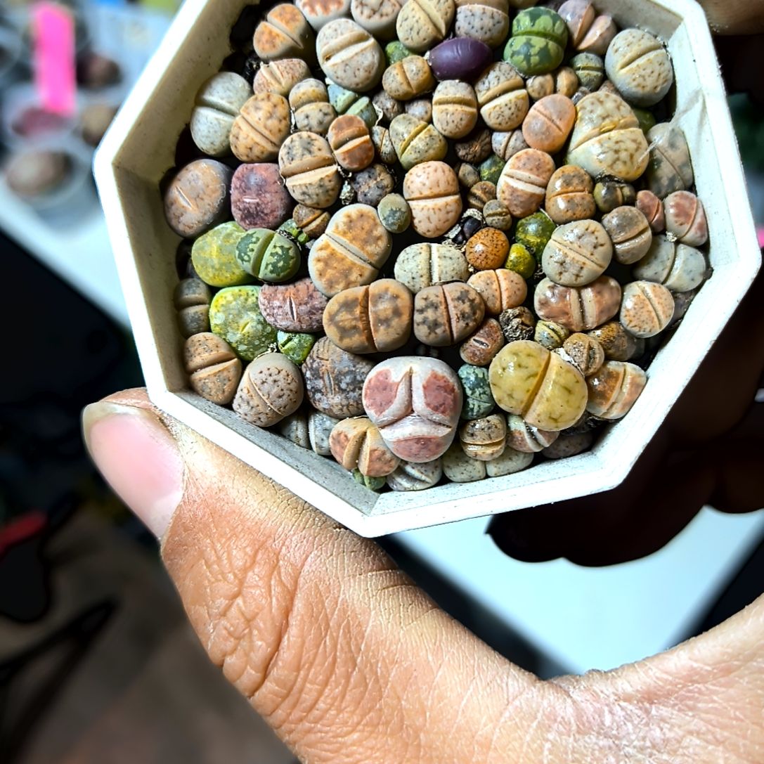 立****渚满6元包邮，本家专拍生石花，主播配