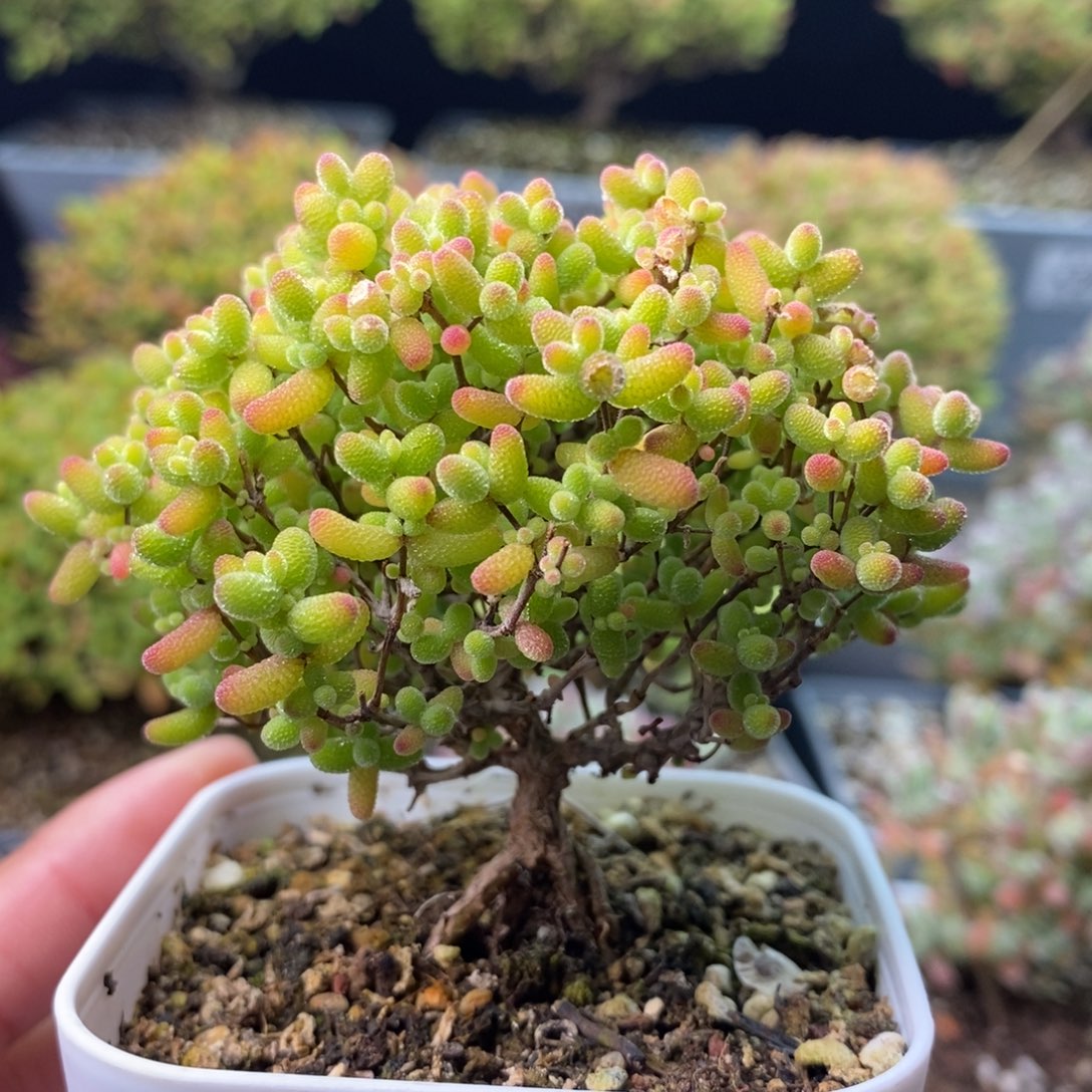 2274蜜橘糖球 。     