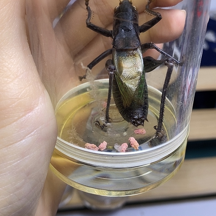 蟋蟀60-110单蝈蝈FJ