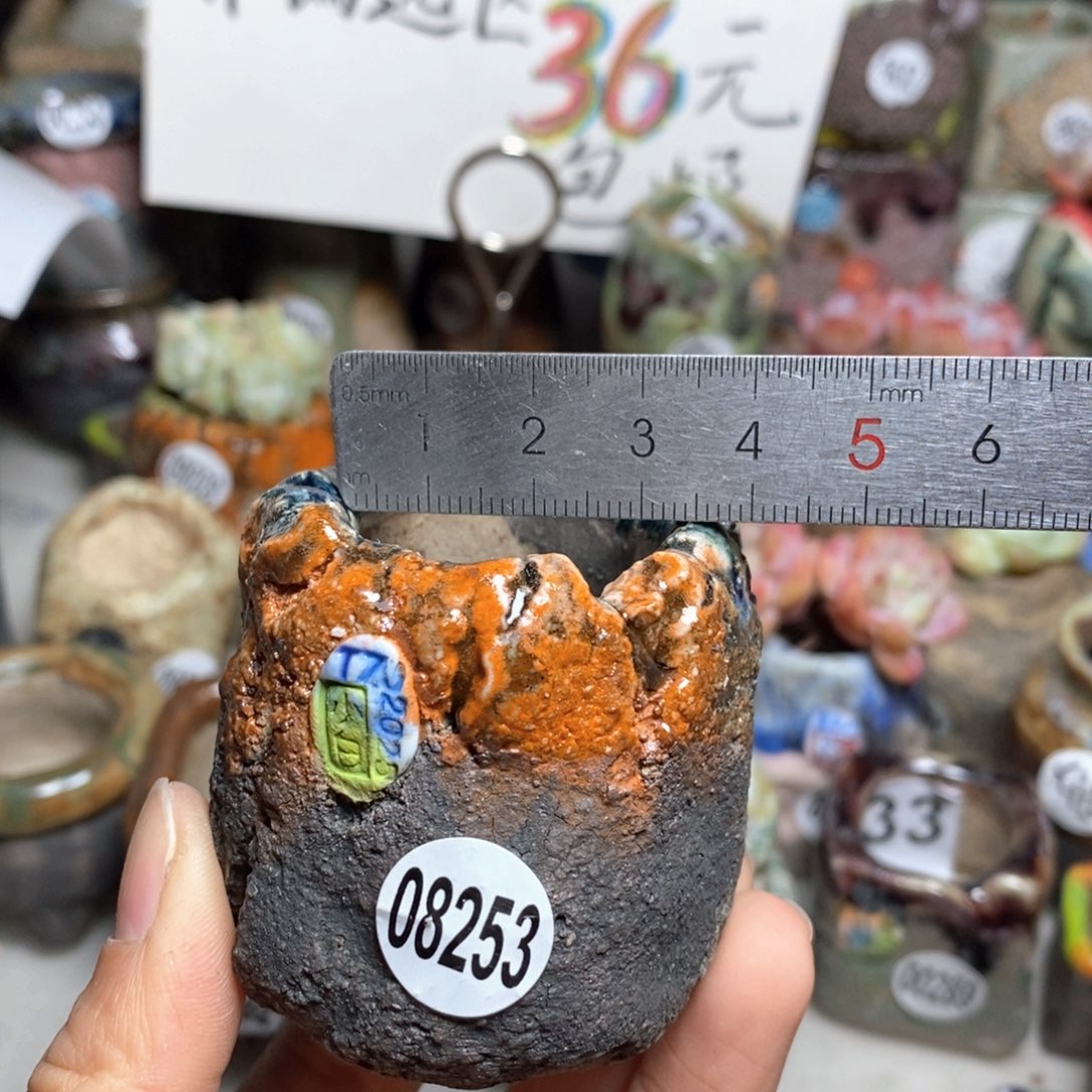 花盆拍2送一个小礼物