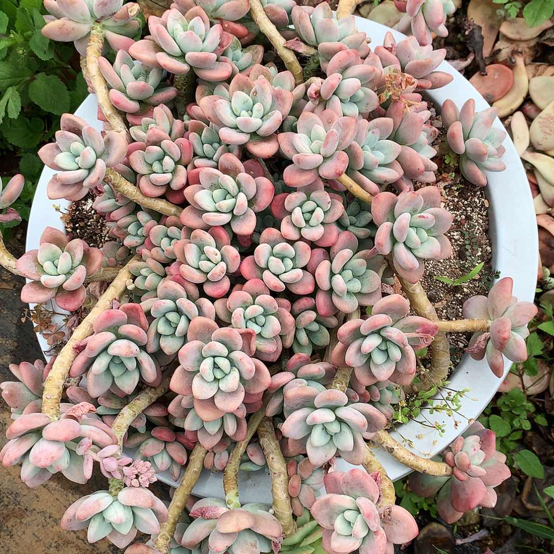 红洛神一物一拍25-50