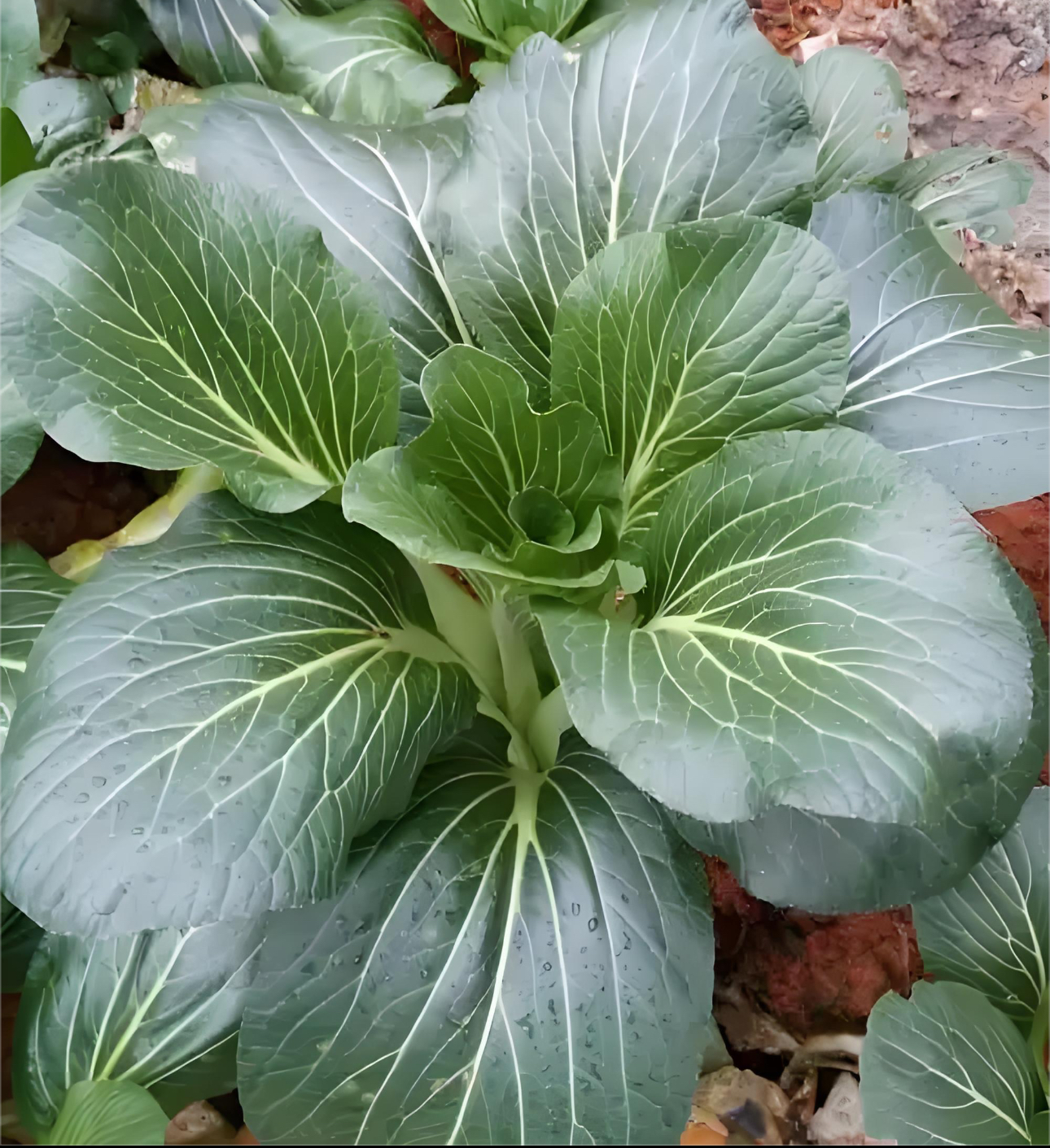（顺丰包邮）农家自种打霜油冬白白菜