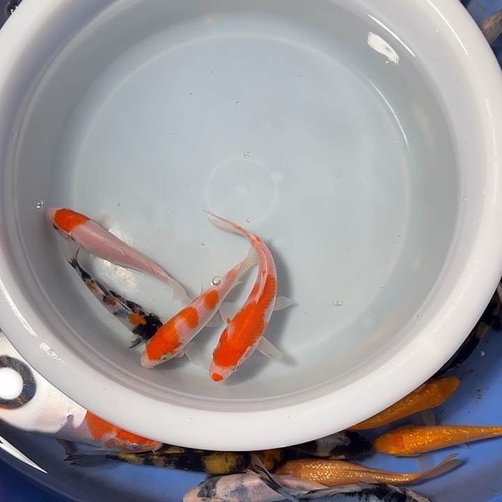 三***也锦鲤锦鲤的故事是