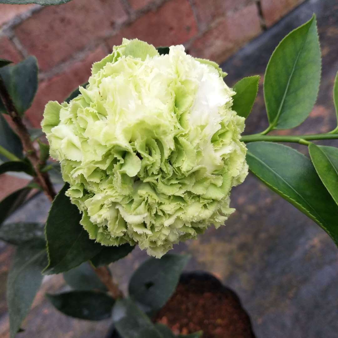 绿可娜茶花盆栽树苗植物室内好养易活耐寒耐热花卉室外庭院带花