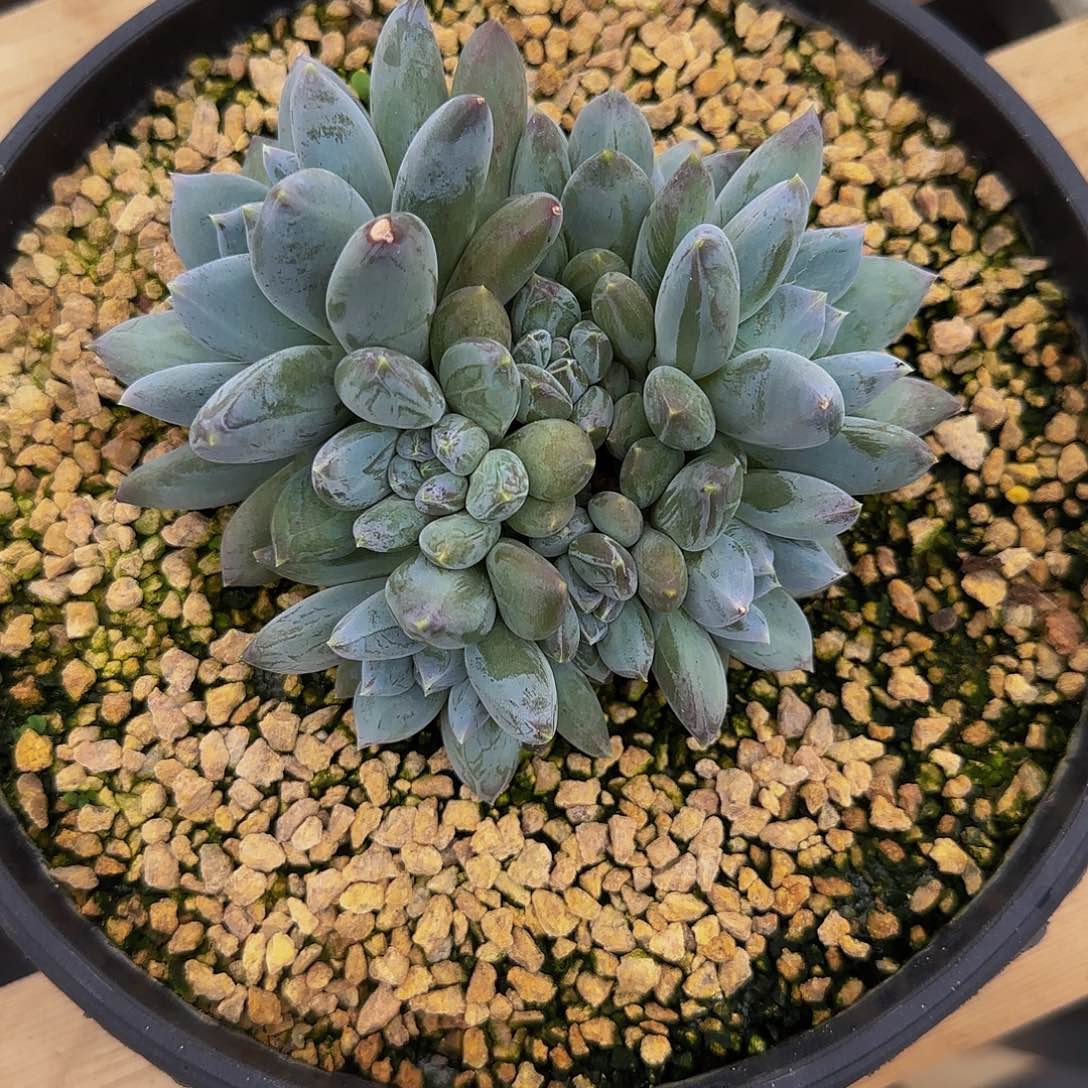 一物一拍，索菲亚群生