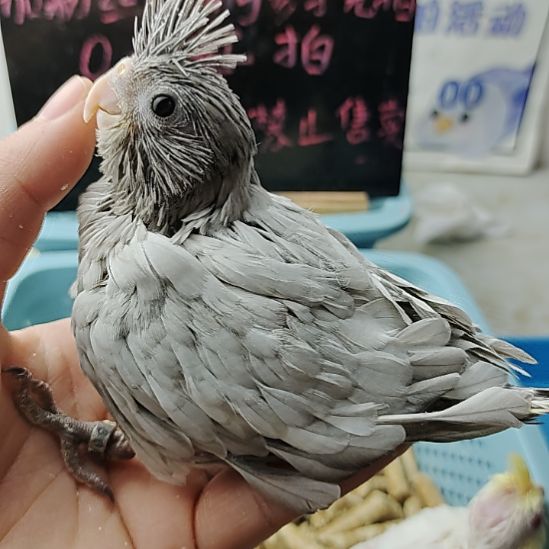 玄凤鹦鹉/鸡尾鹦鹉白脸绿宝石1302母