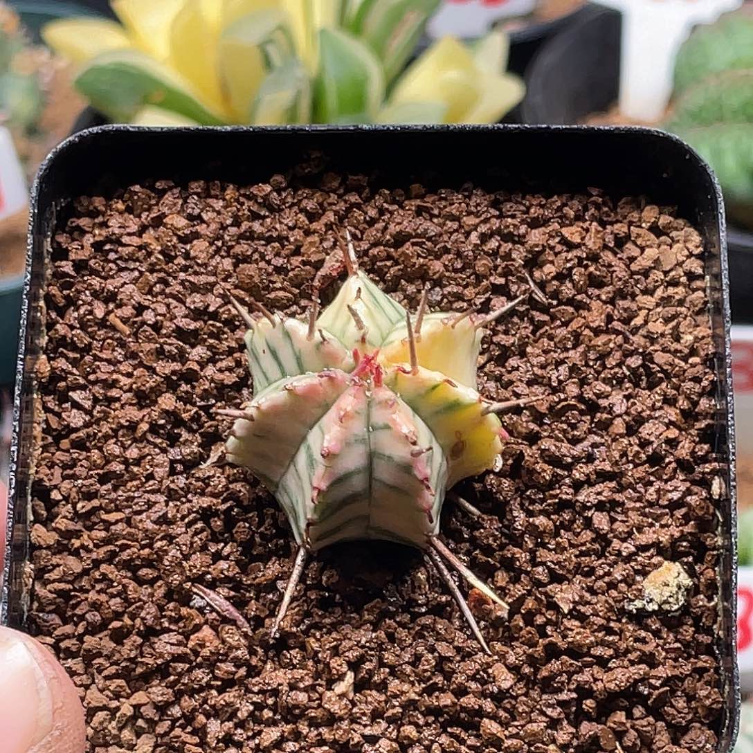 羽田斑马锦大戟 微瑕带盆土包邮