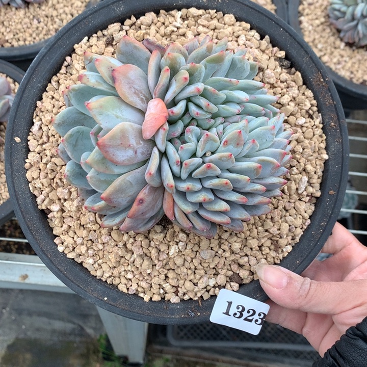 冰***雨1323缀嗯嗯嗯嗯嗯嗯好