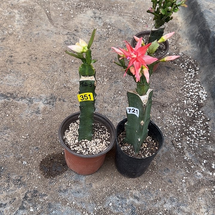 351+721嫁接蟹爪兰：仙子+索菲亚