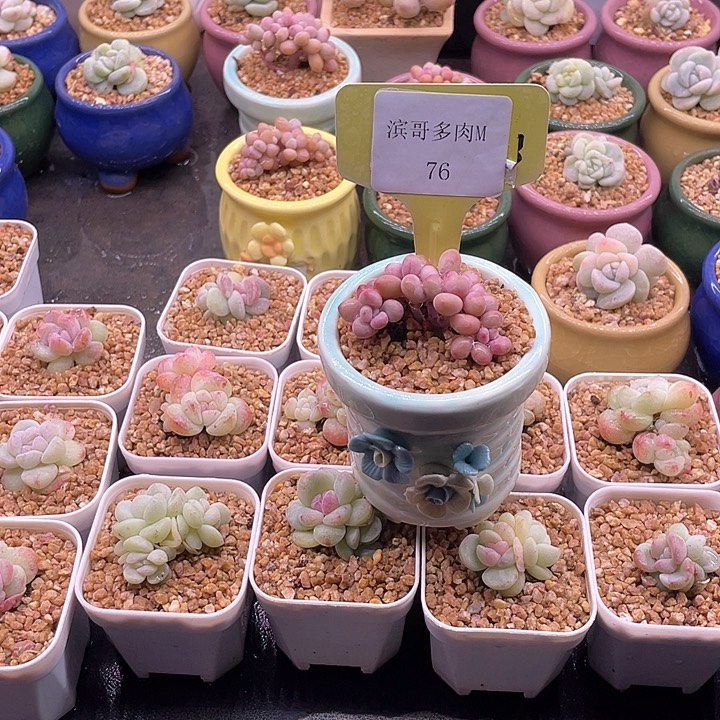 小**?滨哥多肉M76桃蛋朵朵缀