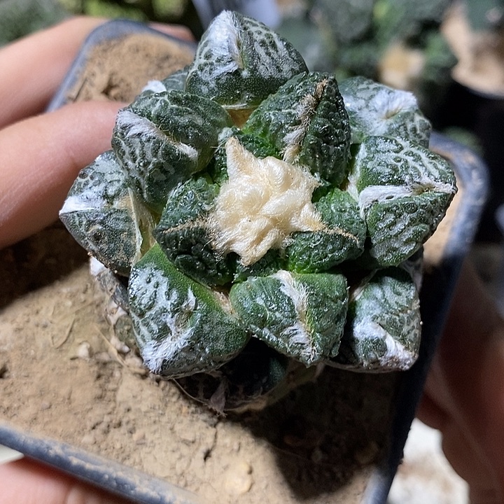 苗接龟甲牡丹。6cm。356号