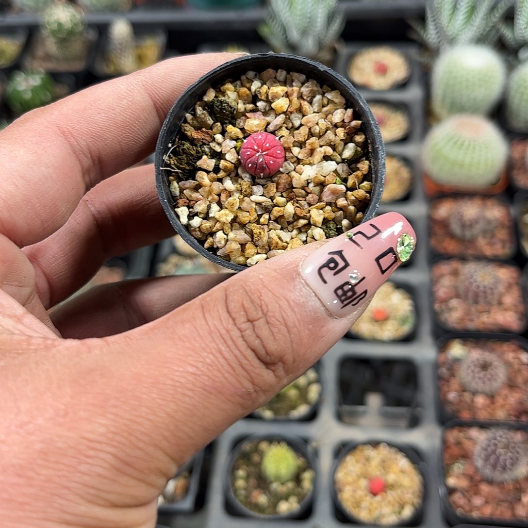 糖果兜单头发货单头