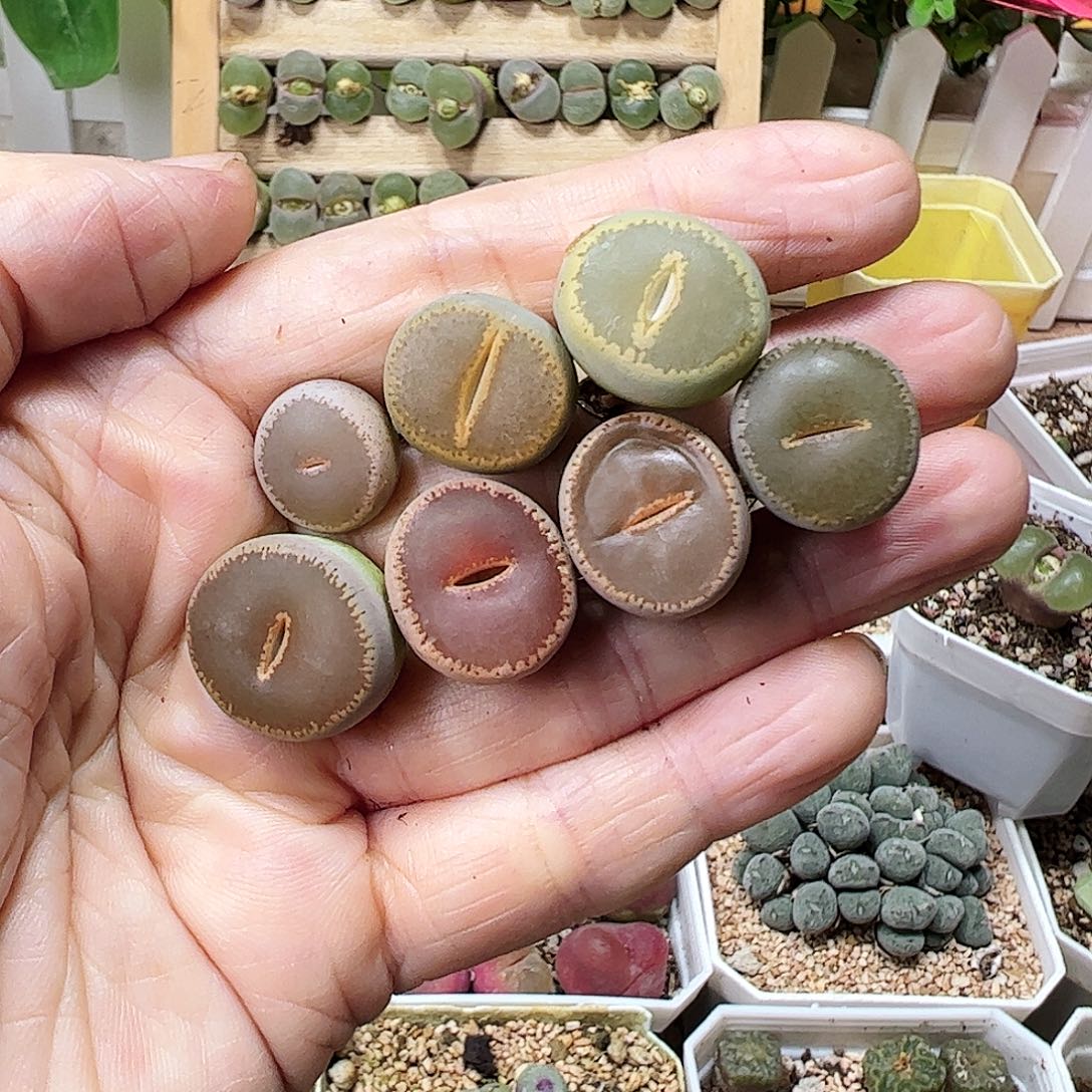 和田彩套一手包邮…………………