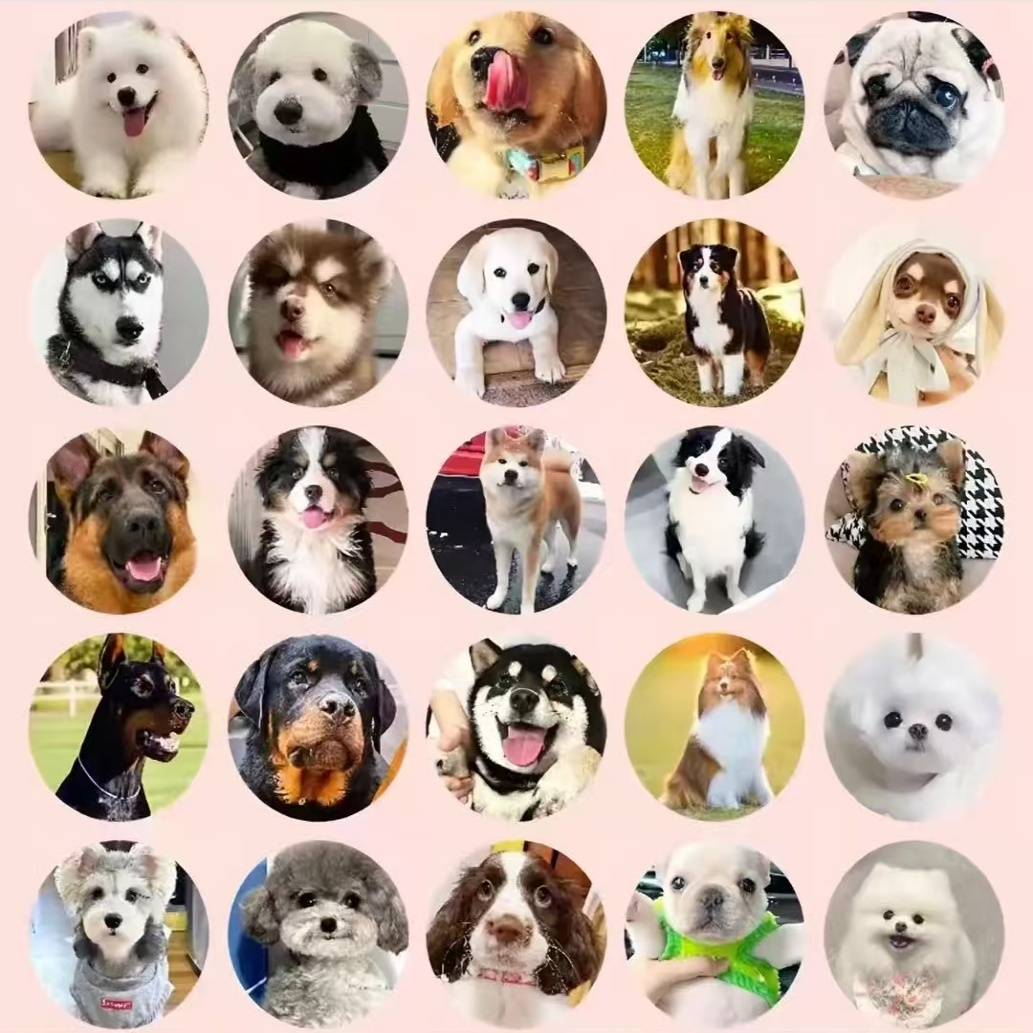 全品类宠物狗狗泰迪比熊柯基金毛边牧柴犬等