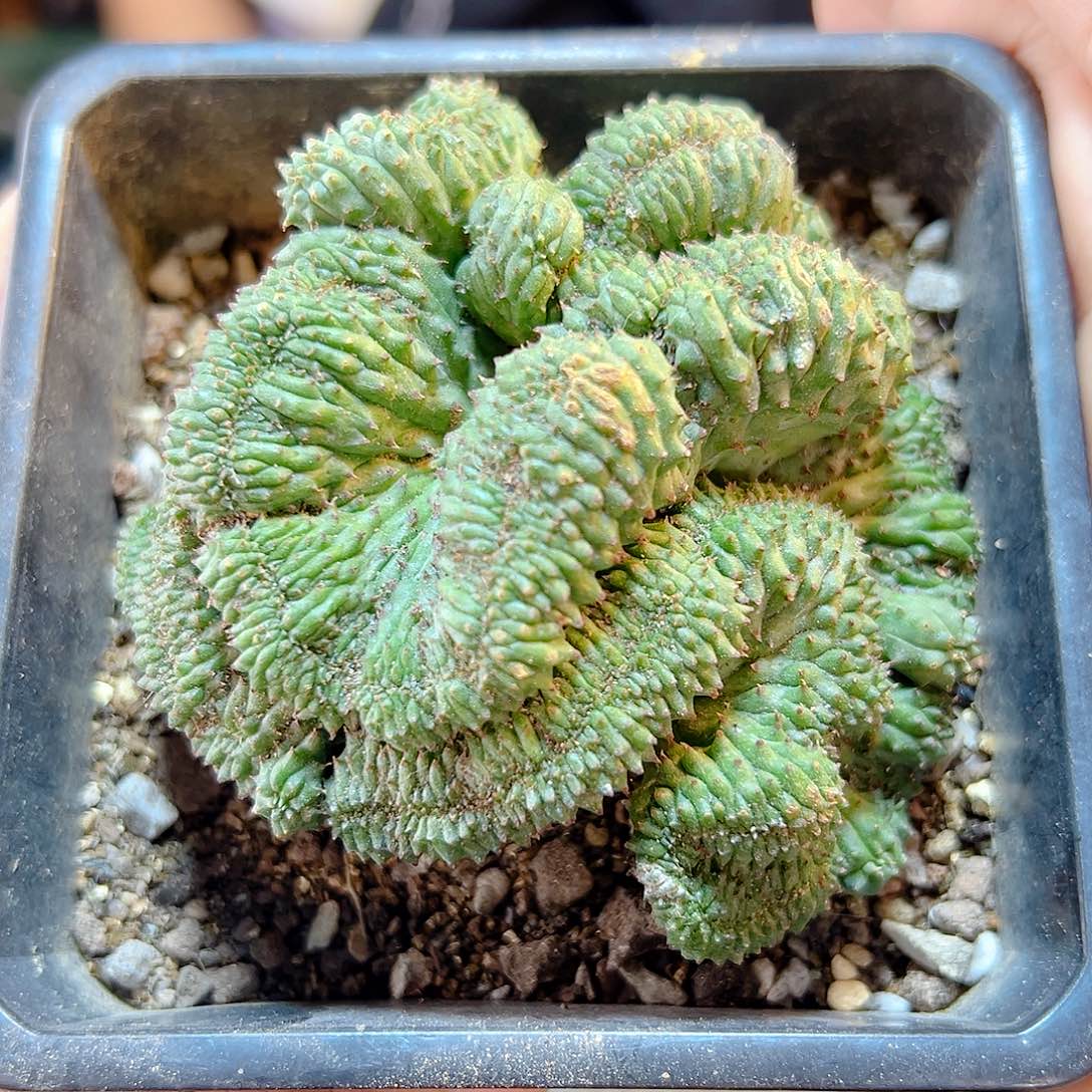 自根子吹布纹球根芽8公分
