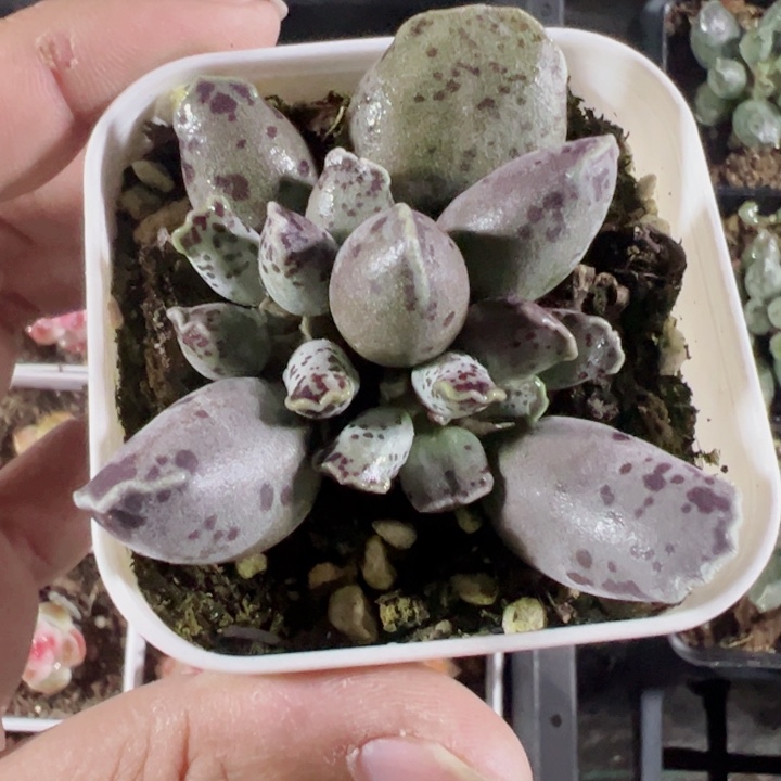 达摩海豹精品多肉植物