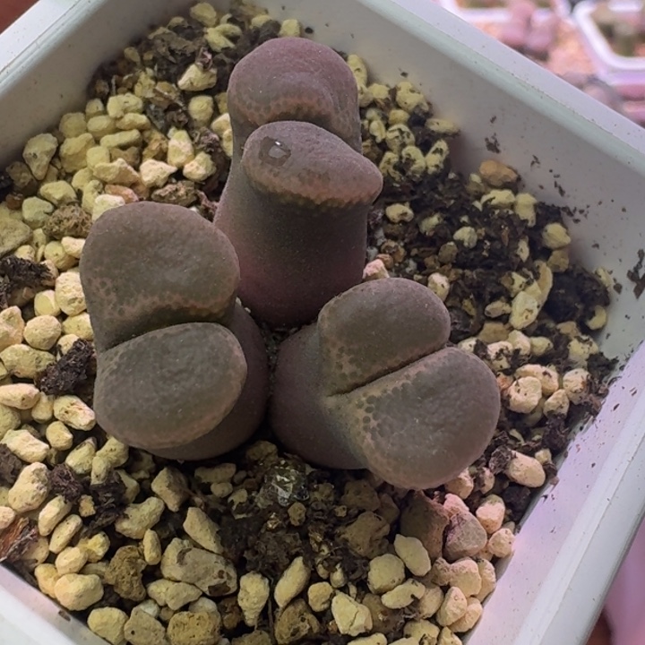 25号三头粉色一物一拍