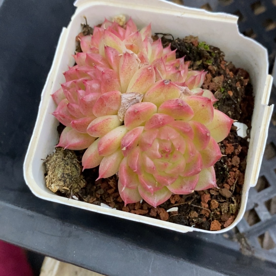 精品肉一物一拍不包整242