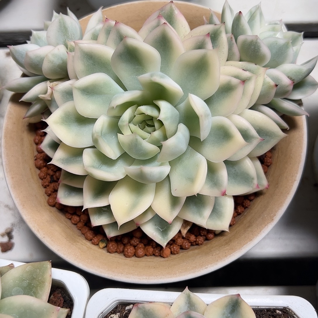 月亮仙子锦带侧芽