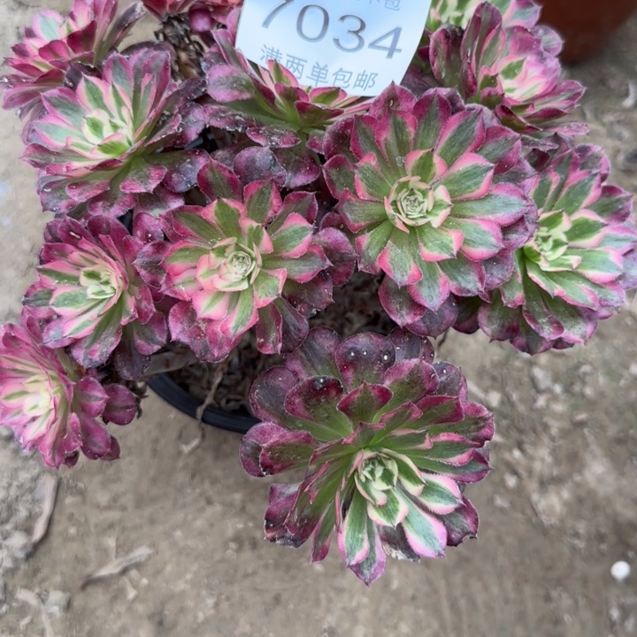 7034红铜多肉植物